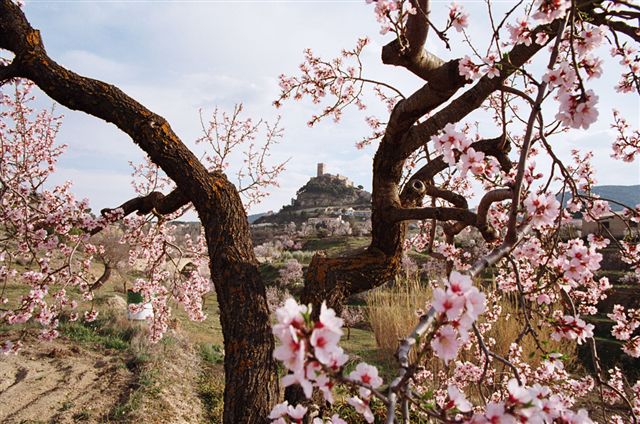 Almendros en Flor